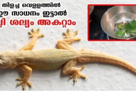 വെറും 2 സെക്കൻഡിൽ പല്ലി, പാറ്റയെ തുരുത്തി ഓടിക്കാൻ ഇതു മാത്രം മതി.!! ഇനി മഷിയിട്ടു നോക്കിയാൽ പോലും വീട്ടിൽ പല്ലിയെ കാണില്ല.. | Tip To Get Rid Of Lizards Nuisance