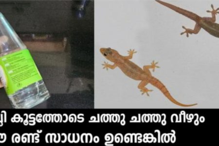 വീട്ടിലെ പല്ലി ശല്യം പാടെ ഒഴിവാക്കാനായി ഇങ്ങനെ ചെയ്തു നോക്കൂ.!! ഈ രണ്ടു സാധനങ്ങൾ മാത്രം മതി; പല്ലി കൂട്ടത്തോടെ ച ത്തുവീഴും.!! Get rid of lizards using detol vinegar