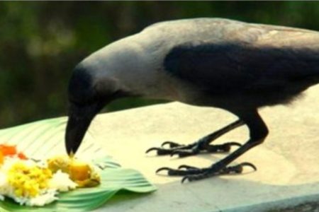 അനുഭവം ഗുരു.!! ഈ പ്രവർത്തി കഷ്ടകാലം വിളിച്ചു വരുത്തും; കാക്കയ്ക്ക് ഈ 2 ഭക്ഷണങ്ങൾ നൽകിയാൽ.!! | Astrology Behind Crows