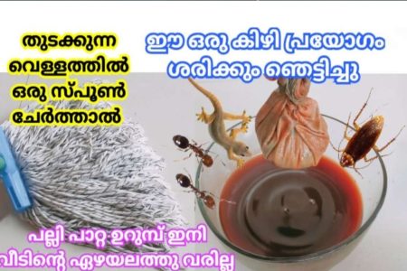 ആർക്കും അറിയാത്ത പുതിയ സൂത്രം! വീട്ടിലെ പല്ലിശല്യം ഒഴിവാക്കാൻ ഈ ഒരു കിഴി പ്രയോഗം മതി; ഇത്രയും റിസൾട്ട് കിട്ടുന്ന വിദ്യ വേറെയില്ല!! | Get Rid Of Pests Using Cleaning Solution