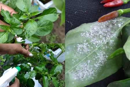 Easy Get Rid of Whiteflies Trick