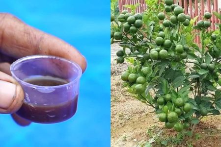 ഇതൊരു തുള്ളി മതി! ചെറുനാരങ്ങ പൊട്ടിച്ചു മടുക്കും; ചെറുനാരങ്ങ കുലംകുത്തി കായ്ക്കാനും കുട്ട നിറയെ വിളവെടുക്കാനും!! | Easy Lemon Cultivation Tricks