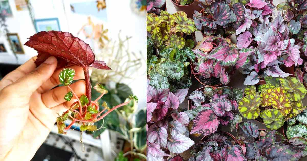 How to Propogate Begonia PlantHow to Propogate Begonia Plant