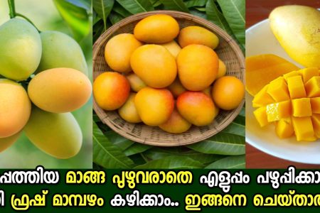 ഇനി പുഴുവില്ലാതെ മാങ്ങ പഴുപ്പിക്കാം.!! ഈ കിടിലൻ സൂത്രം അറിഞ്ഞിരുന്നോളൂ; ഫ്രഷ് മാമ്പഴം കൊതിയോടെ കഴിക്കാം ഇങ്ങനെ ചെയ്‌താൽ.!! To Solve Mango Insects Problem