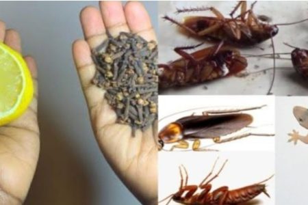 വെറും 2 സെക്കൻഡിൽ കൊതുക്, പല്ലി, എട്ടുകാലി കൂട്ടത്തോടെ ചത്തു വീഴാൻ ഇതു മാത്രം മതി.!! | Easy Trick To Get Ride Of Insects