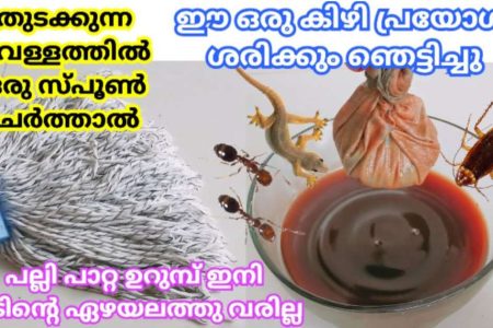 ആർക്കും അറിയാത്ത പുതിയ സൂത്രം! വീട്ടിലെ പല്ലിശല്യം ഒഴിവാക്കാൻ ഈ ഒരു കിഴി പ്രയോഗം മതി; ഇത്രയും റിസൾട്ട് കിട്ടുന്ന വിദ്യ വേറെയില്ല!! | Get Rid Of Pests Using Cleaning Solution