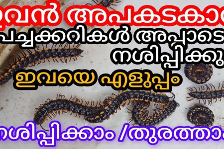 ഇതൊരു തുള്ളി മാത്രം മതി; ഒറ്റ സെക്കൻന്റിൽ മുഴുവൻ ചേരട്ടയെയും നശിപ്പിക്കാം.!! ഇനി തേരട്ട വീടിന്റെ ഏഴയലത്തു പോലും വരില്ല!! | Get Rid of Cheratta