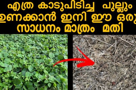 എത്ര കാടുപിടിച്ച പുല്ലും ഉണക്കാൻ ഇനി ഈ ഒരു സാധനം മാത്രം മതി.!! ഇനി ഈസിയായിപുല്ല് കളയാം.. ഇത് കണ്ടാൽ നിങ്ങൾ ഞെട്ടും.!! | Pullunakkan Easy Tips