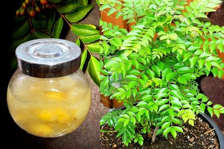 ഈ വെള്ളം മതി കാട് പോലെ നമുക്ക് കറിവേപ്പില വളരുകയും ചെയ്യും What is the best fertilizer for curry plants?